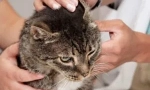 Cat squeectosis: симптоми и лечение