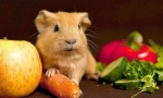 Зеленчуци в диета с морско свинче