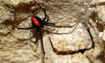 Spider black вдовица: снимка, видео и подробни характеристики