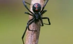 Spider black вдовица: описание и начин на живот