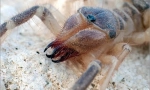 Spider falanga