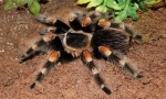 Мексиканско червено вино spider-bird