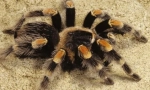 Spider-bird