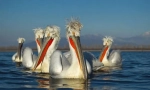 Пеликан кудря