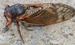 Периодична cicada