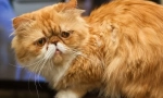Персийска котка (снимка): животинска художествена бохемия