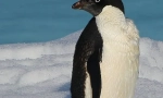 Пингвин аделе