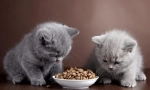 Хранене на британски котки у дома
