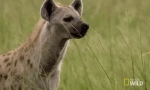 Петнист хиена - грозни африкански хищник