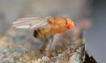 Плодове мухи от drosophila