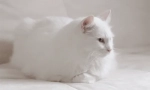 Защо белите котки глухи?
