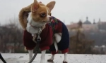Защо chihuahua трепери и какво можеш да направиш