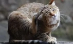Защо котката е привлечена, ако няма бълха?