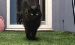 Защо котката ходи за мен?