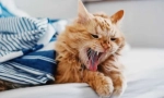 Защо котката кашля?