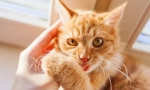 Защо котка бита?