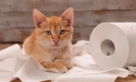 Защо котката меси, когато отива до тоалетната?