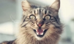 Защо котешки пръчки?