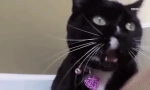 Защо котката удари котето си?