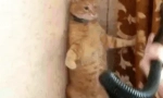 Защо котките се страхуват от прахосмукачка?