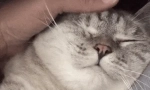 Защо котките обичат, когато се галят?