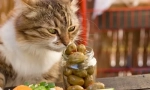 Защо котките обичат маслините?