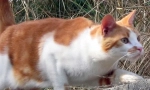 Защо котките не са счупени при падане?