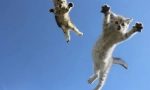 Защо котките са на 4 лапи: научно обяснение