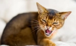 Защо котките са съскащи?