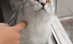 Защо котките гледат в празнота?