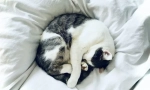 Защо котките спят със собствениците?