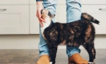 Защо котките разтриват крака?