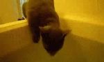 Защо котките не харесват водата?