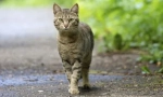 Защо котките не се вкореняват в къщата: причини и знаци