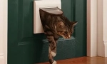 Защо нашите котки не харесват затворени врати?
