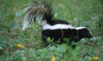 Защо skunk мирише лошо?