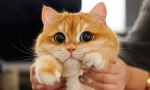 Защо котките разширяват учениците?