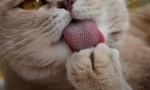 Защо котките имат груб език