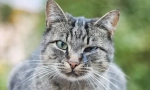 Защо котките фантастични очи?