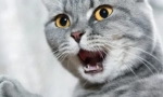 Защо котките зле мирише на устата?