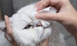 Защо котката ще получи очите им?