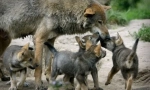 Защо вълците се намират толкова рядко
