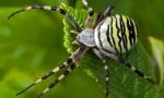 Brunnich railed spider