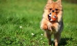 Pomeranian spitz (снимки): пробие дете и безкраен преданоотдаден