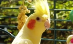 Parrot corella грижа и съдържание