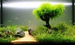 Растения в аквариума: прости правила за слизане и грижа