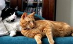 Котка развъждане