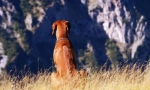 Rhodesian ridgeback (снимка): похотлив ловец и удебелен пазител