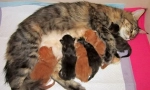 Котки за раждане