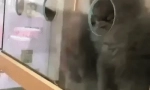 Руска синя котка